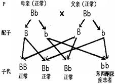 苯丙氨酸与酪氨酸代谢途径解析 白化病与苯丙酮尿症的酶缺乏机制